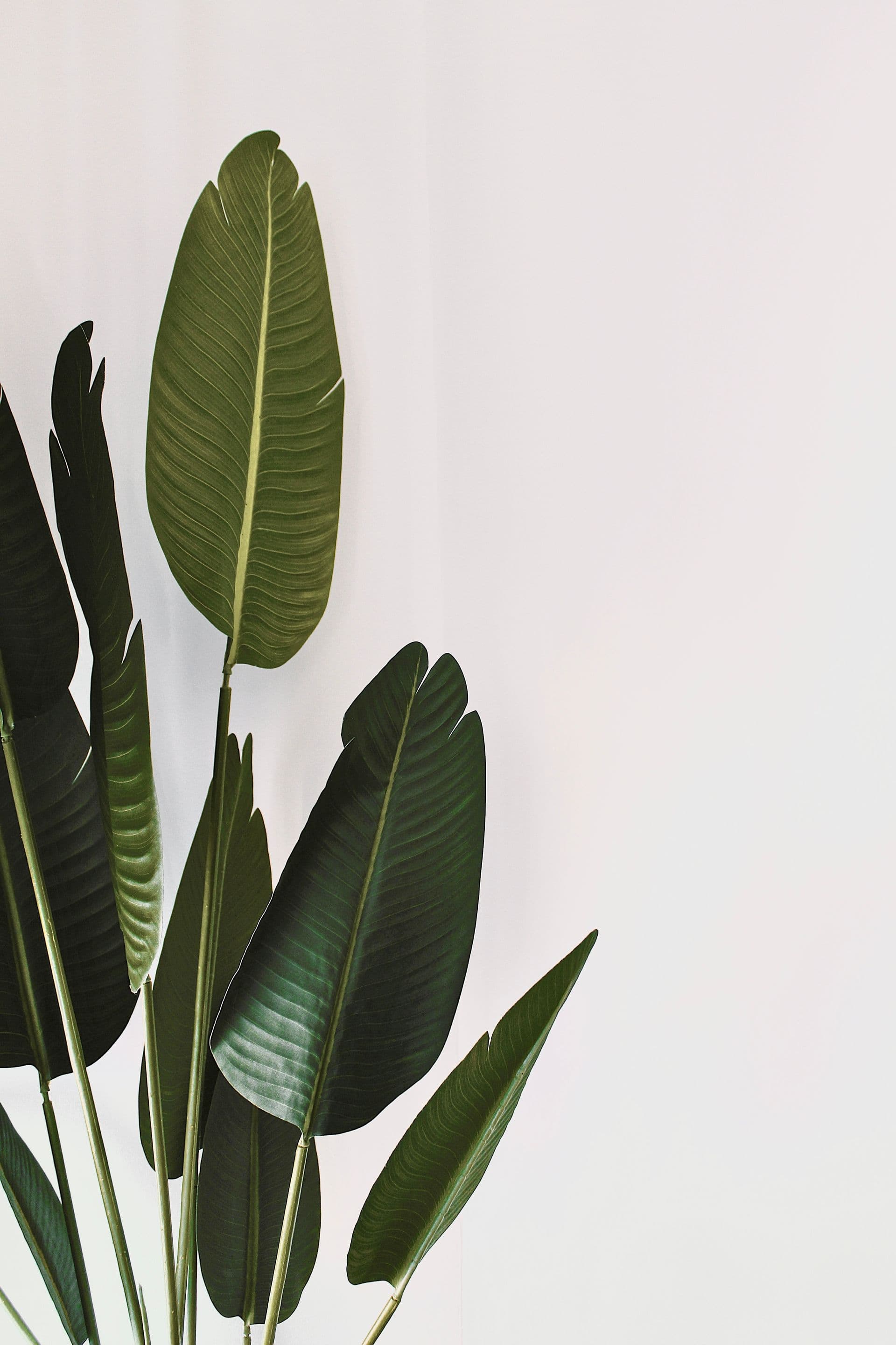 Decorative plant